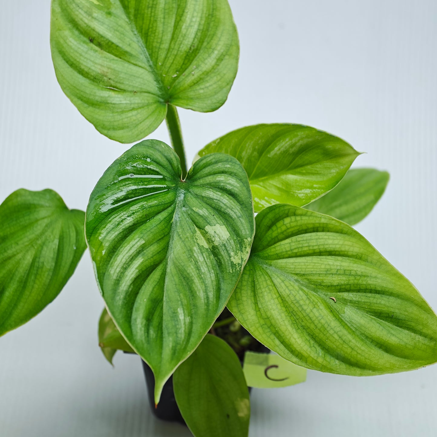 Philodendron plowmanii Variegated