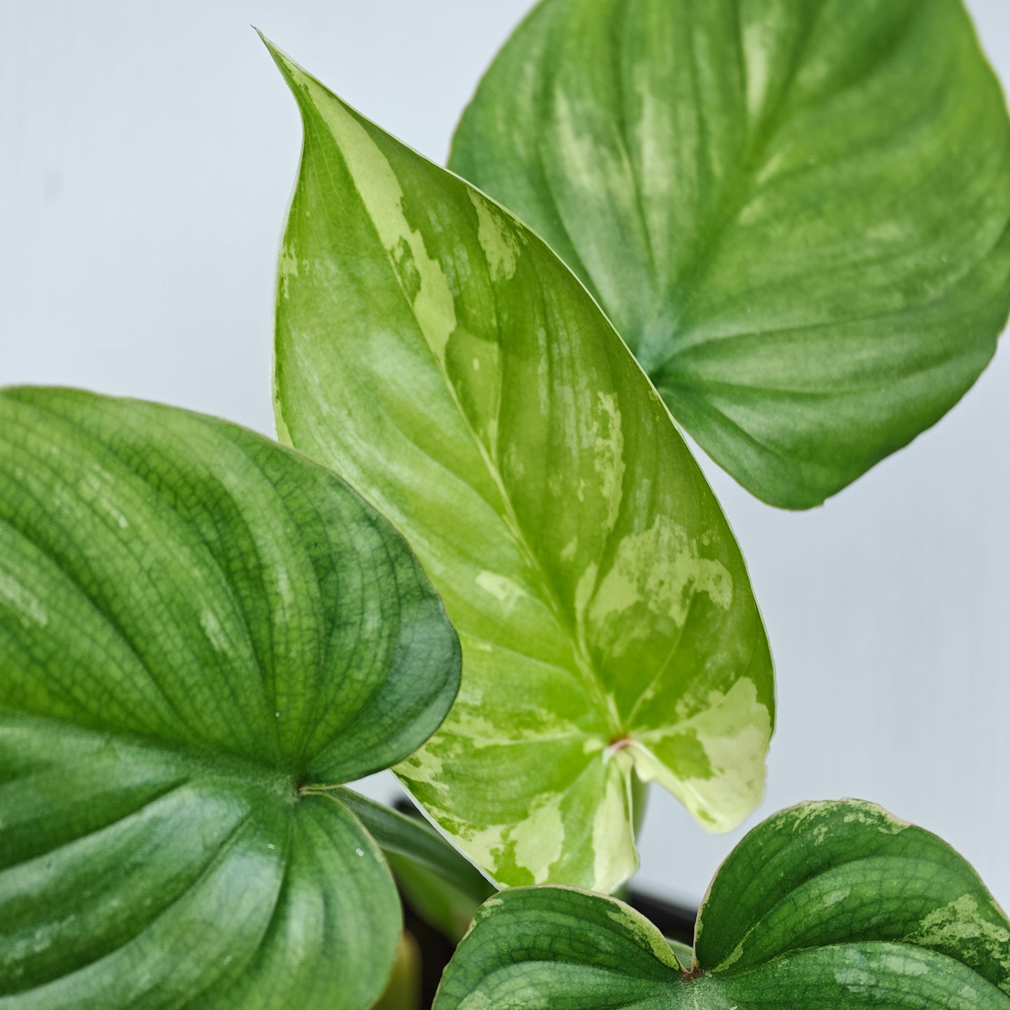 Philodendron plowmanii Variegated