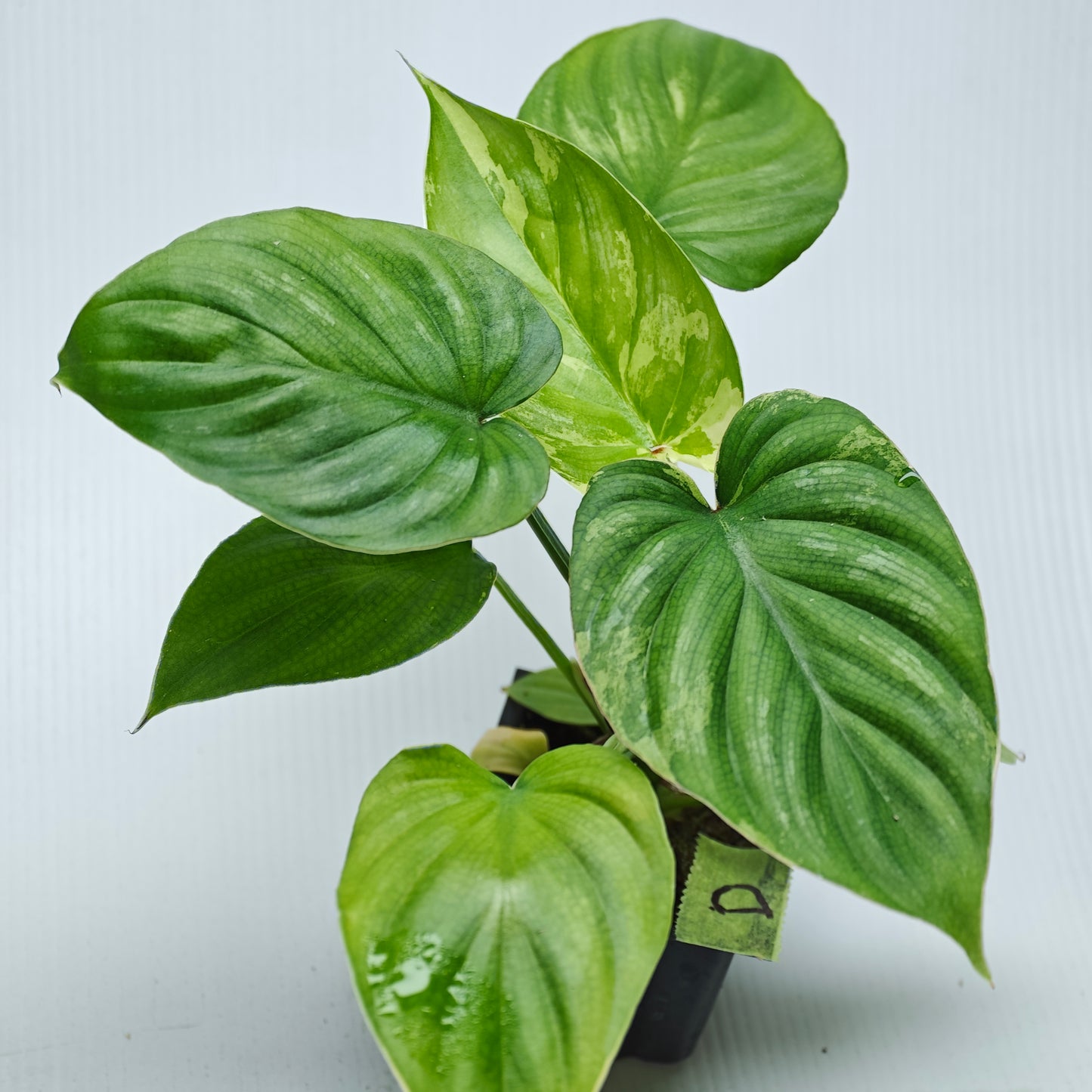 Philodendron plowmanii Variegated