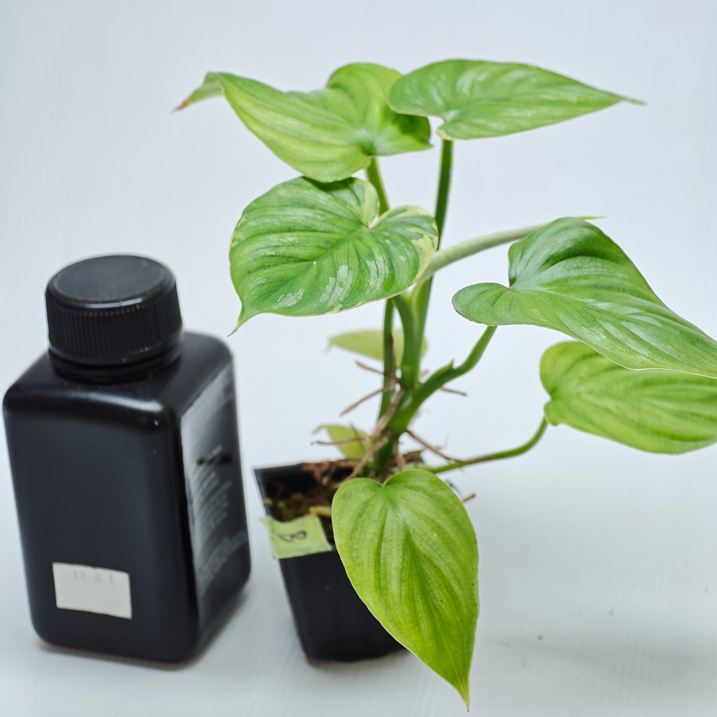 Philodendron plowmanii Variegated