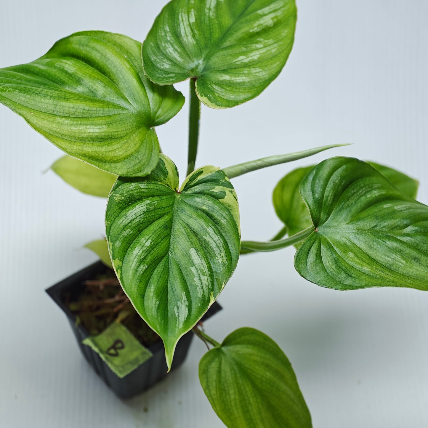 Philodendron plowmanii Variegated