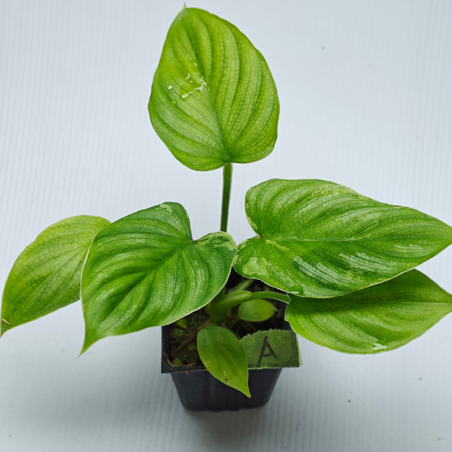Philodendron plowmanii Variegated