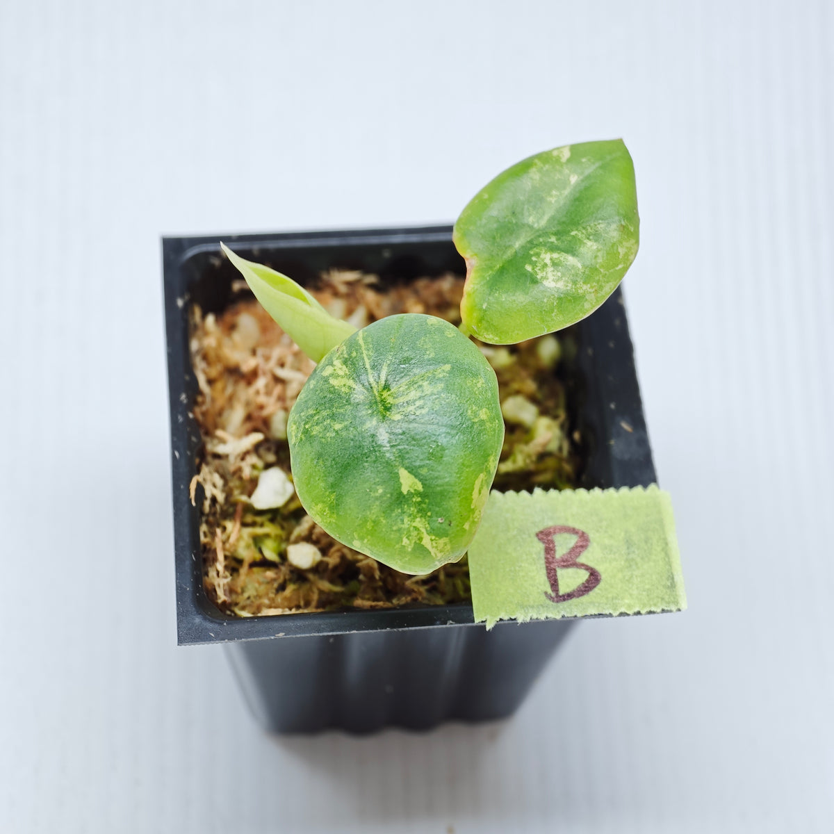 Alocasia Nebula Aurea Variegated