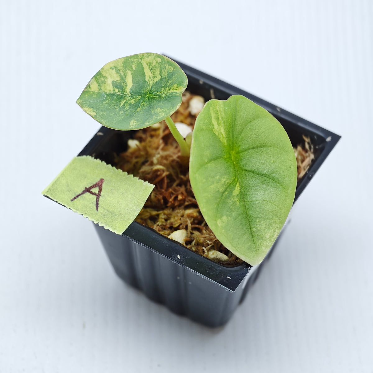 Alocasia Nebula Aurea Variegated