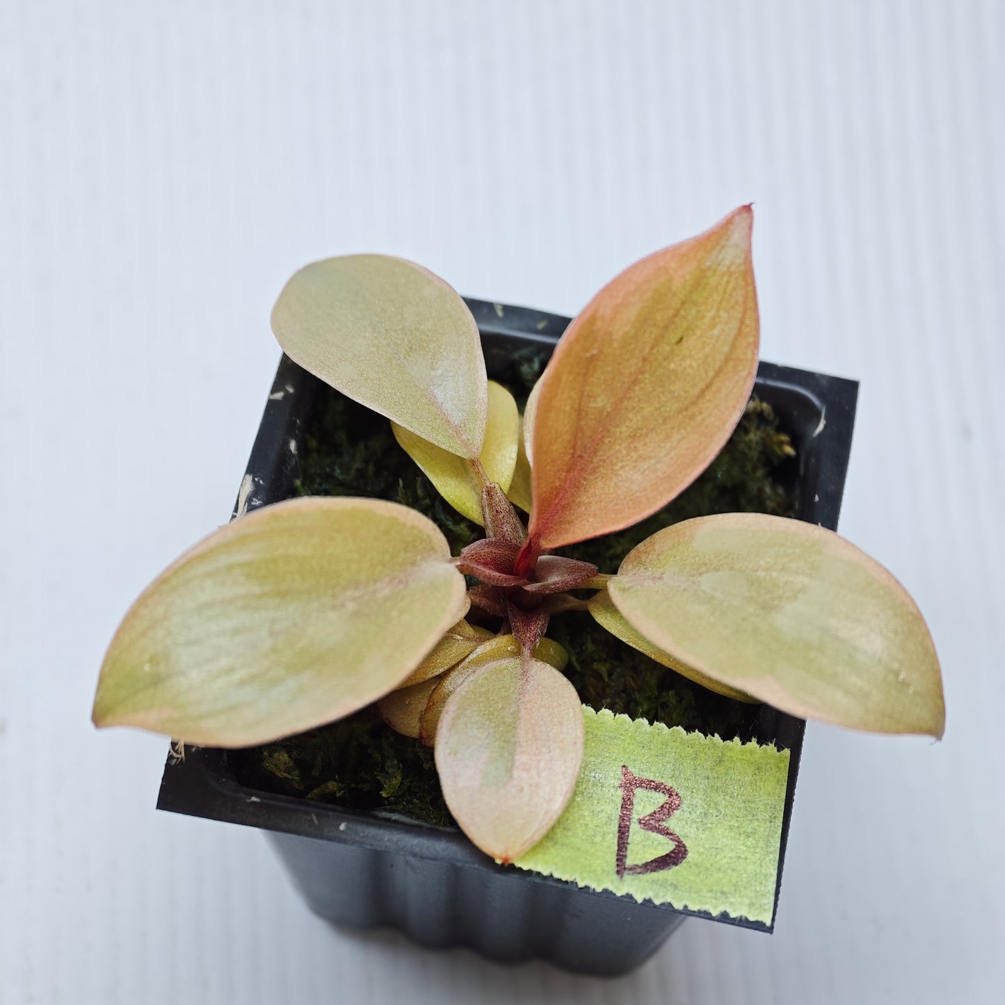 Philodendron Black cardinal var no.2