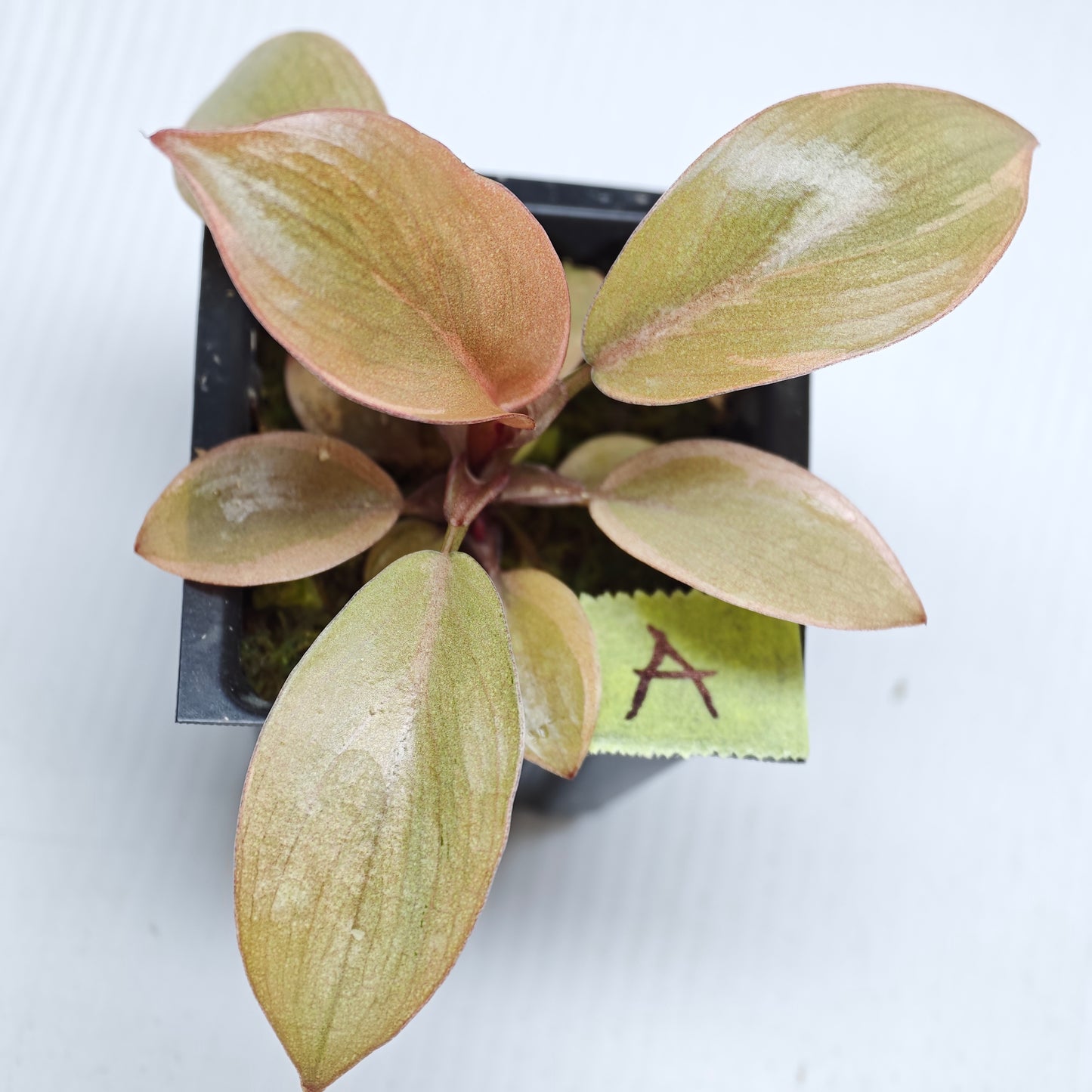 Philodendron Black cardinal var no.2
