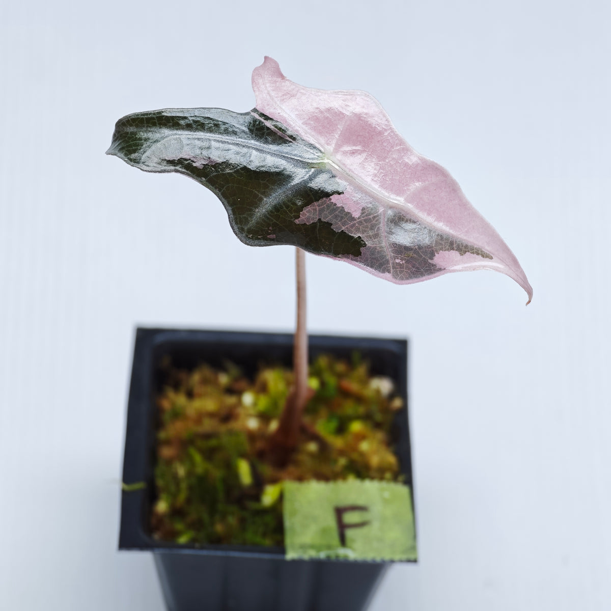 Alocasia sanderiana "Nobilis" Pink Variegated