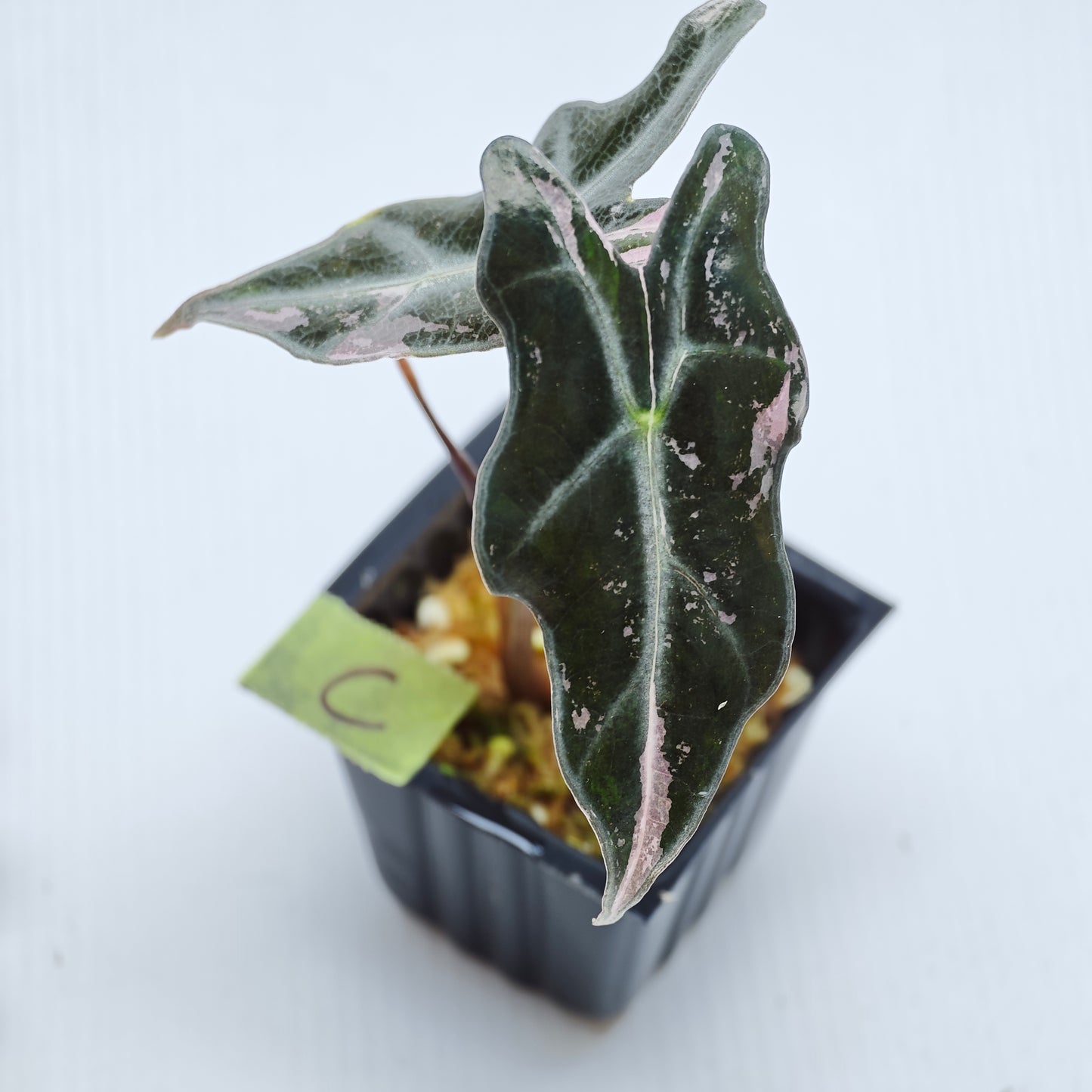 Alocasia sanderiana "Nobilis" Pink Variegated