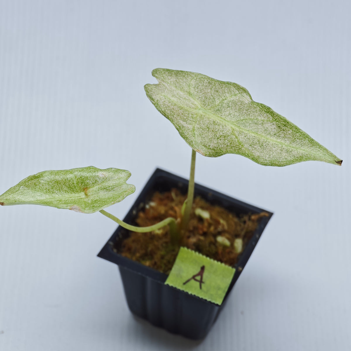 Alocasia Black Satun Pink Stardust