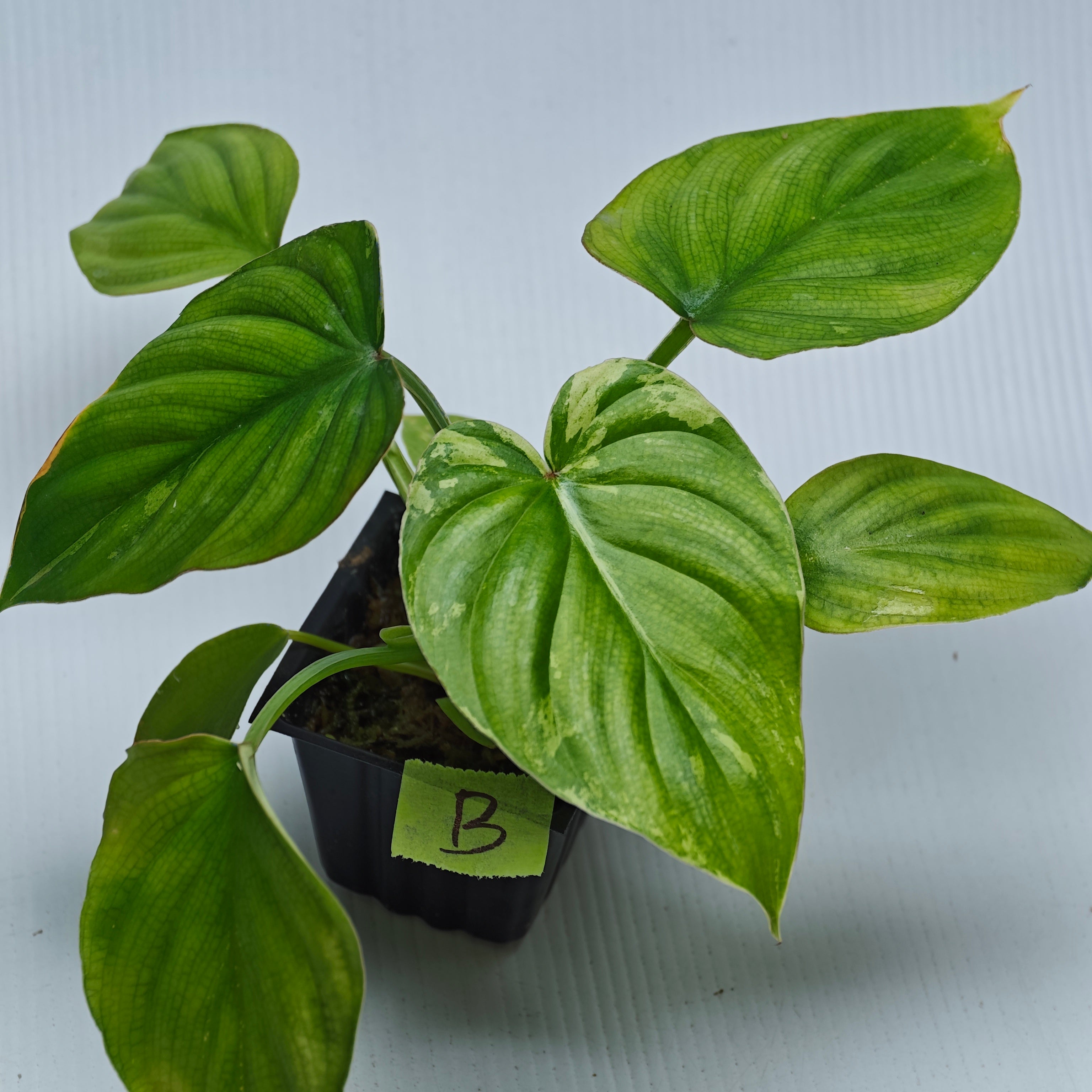 Philodendron plowmanii Variegated – Flora Magnifica Australia
