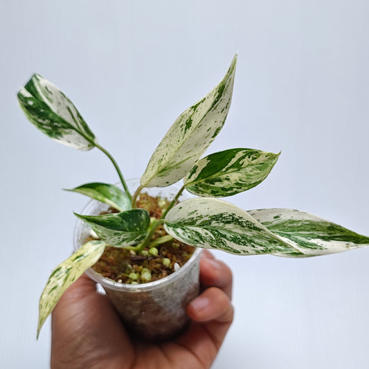 Philodendron Emerald Queen Marble