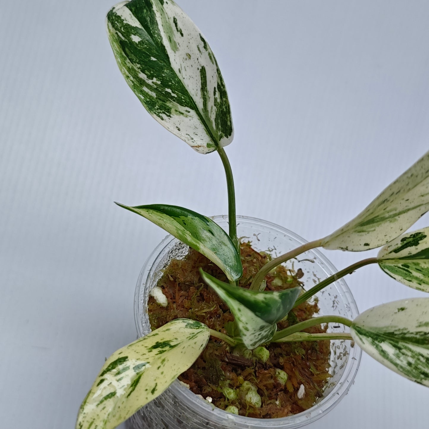 Philodendron Emerald Queen Marble