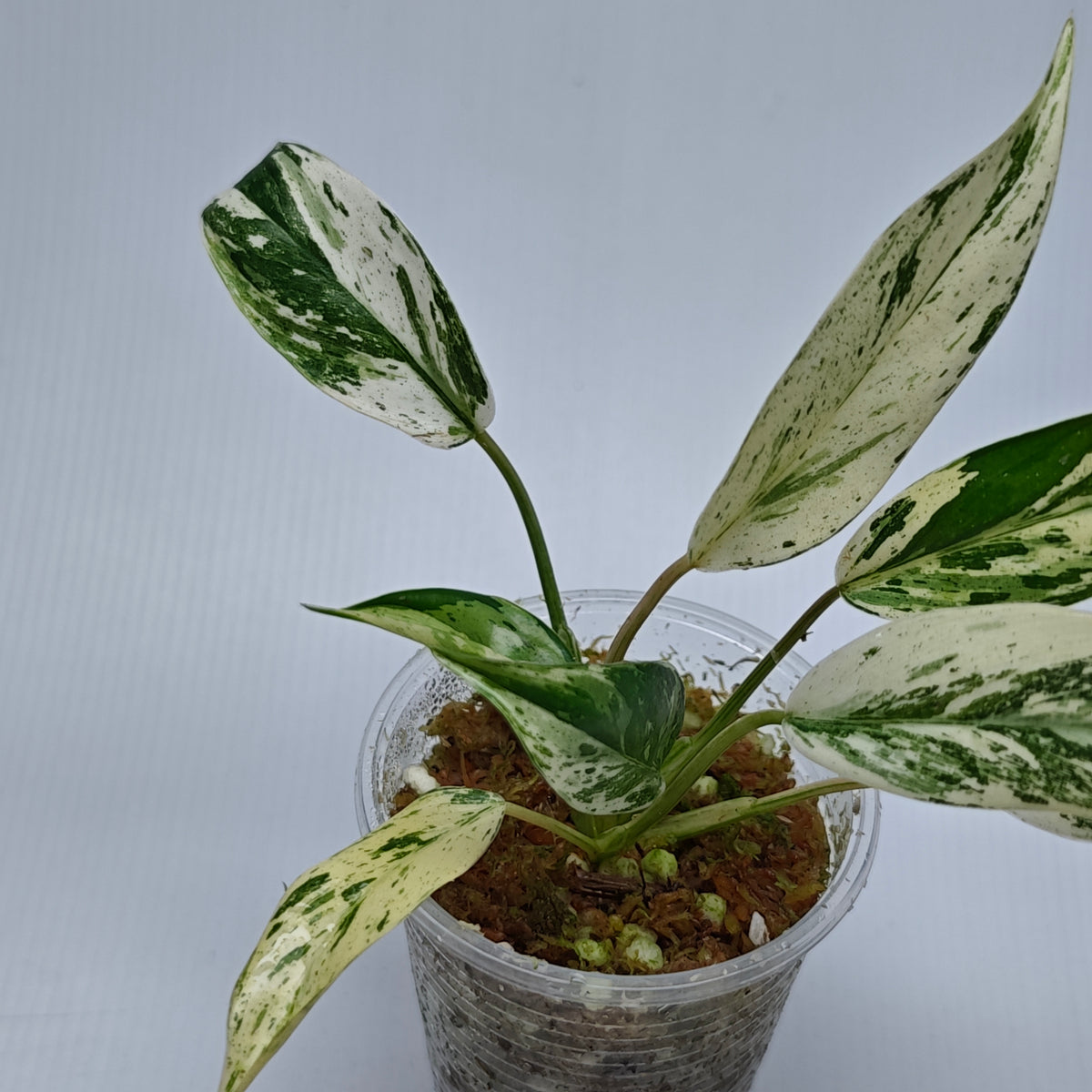 Philodendron Emerald Queen Marble