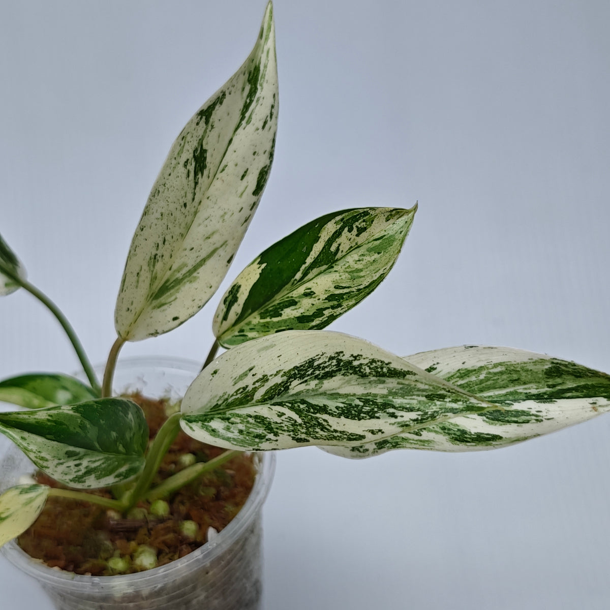 Philodendron Emerald Queen Marble