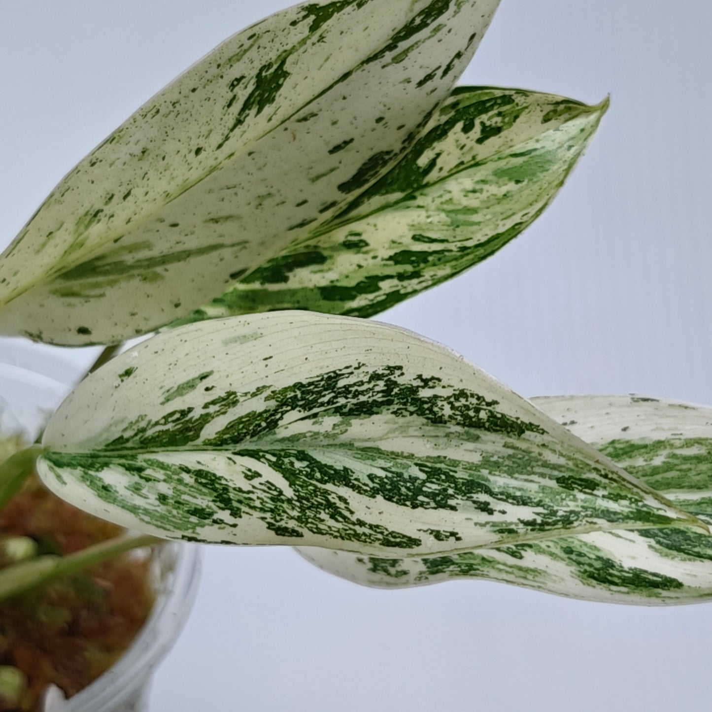Philodendron Emerald Queen Marble