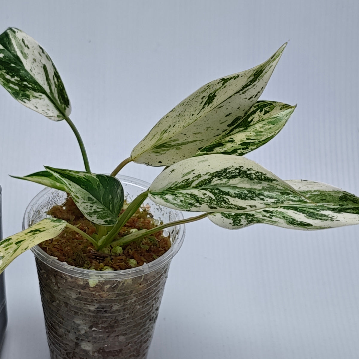 Philodendron Emerald Queen Marble