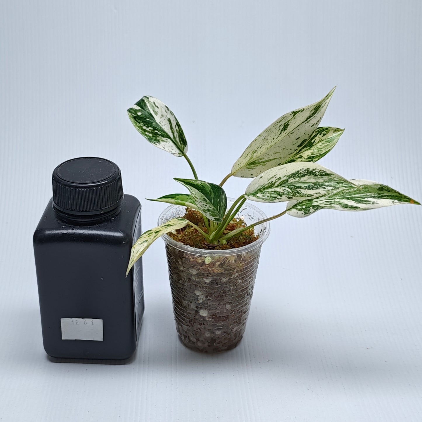 Philodendron Emerald Queen Marble