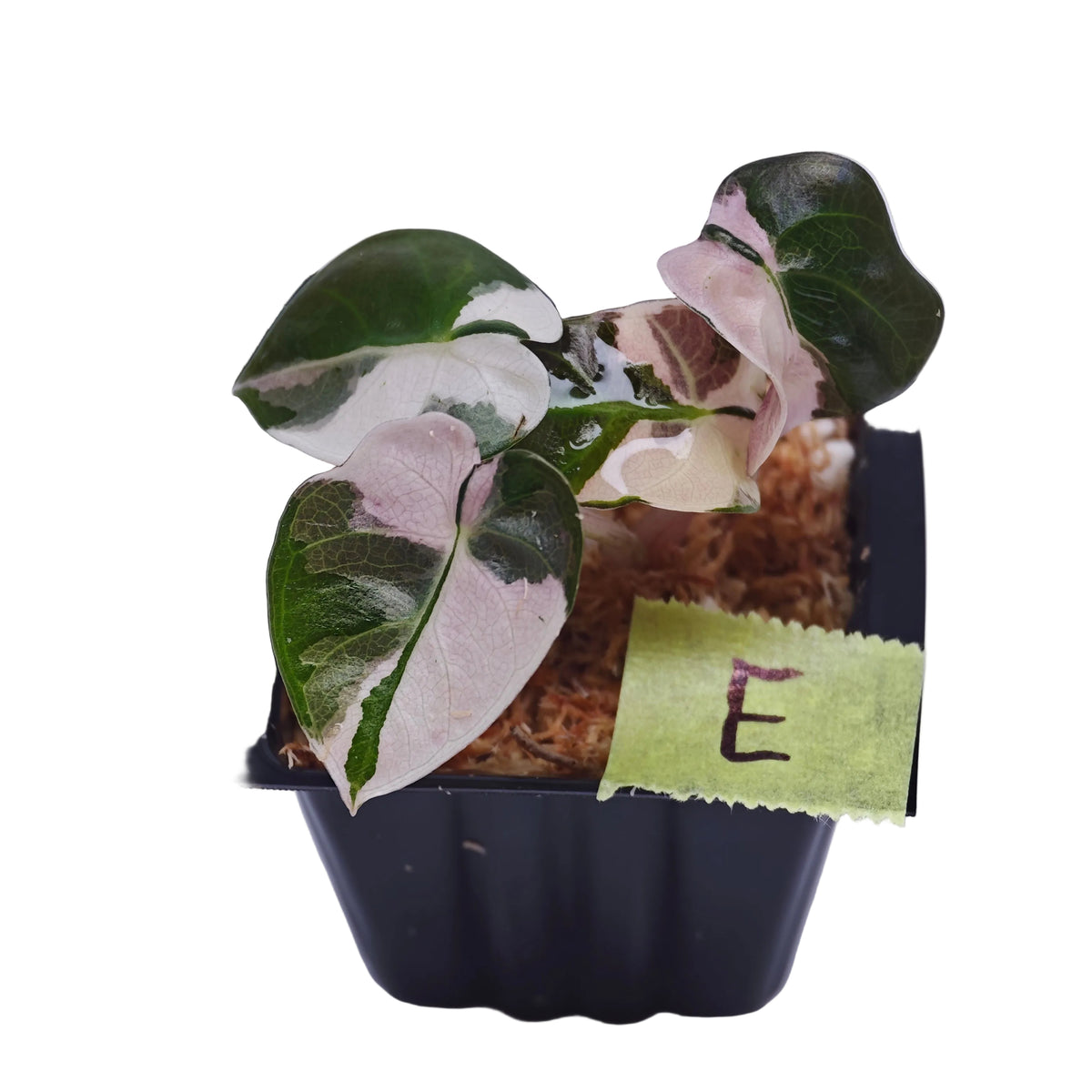 Alocasia Heart Balloon Pink Variegated