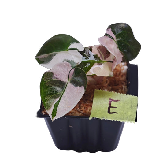 Alocasia Heart Balloon Pink Variegated
