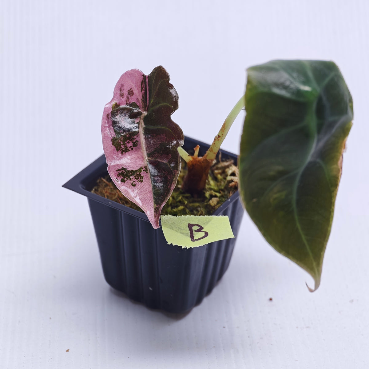 Alocasia sedenii Pink Variegated