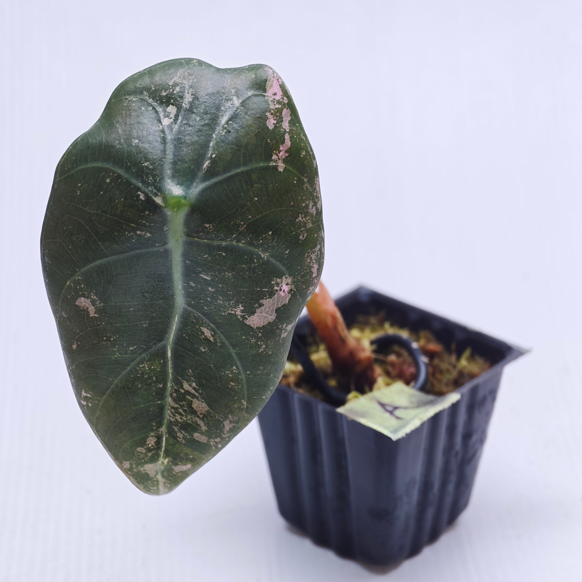 Alocasia sedenii Pink Variegated