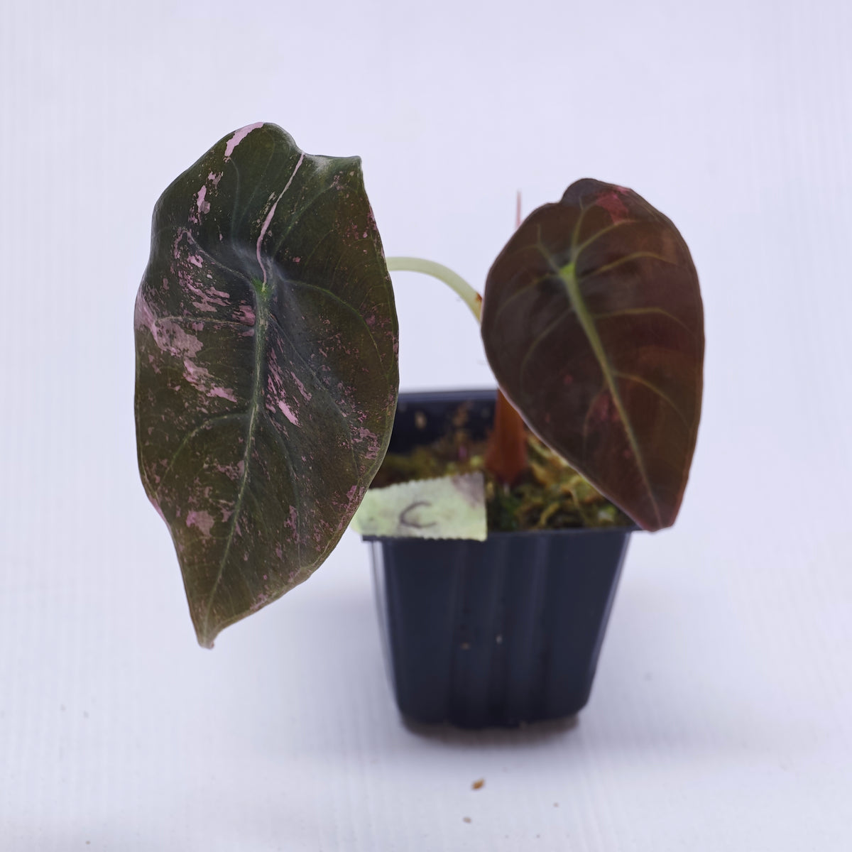 Alocasia sedenii Pink Variegated