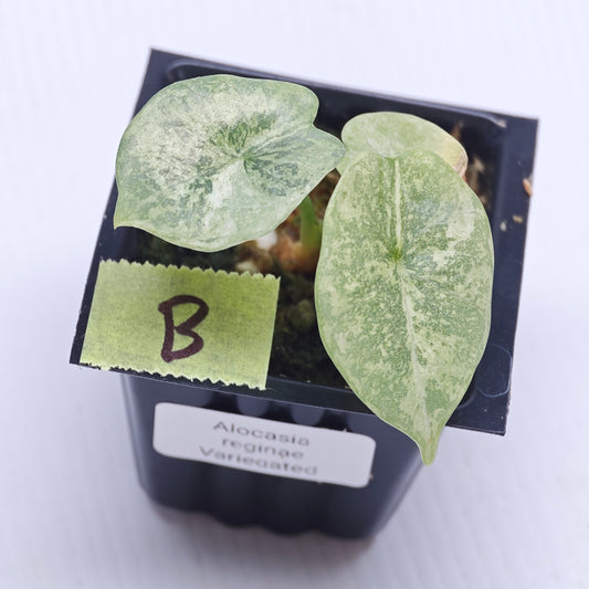 Alocasia reginae Variegated