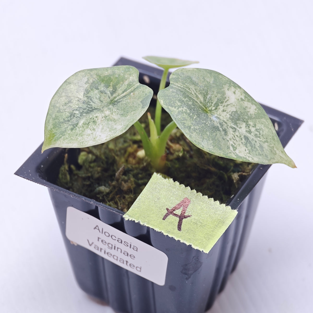 Alocasia reginae Variegated
