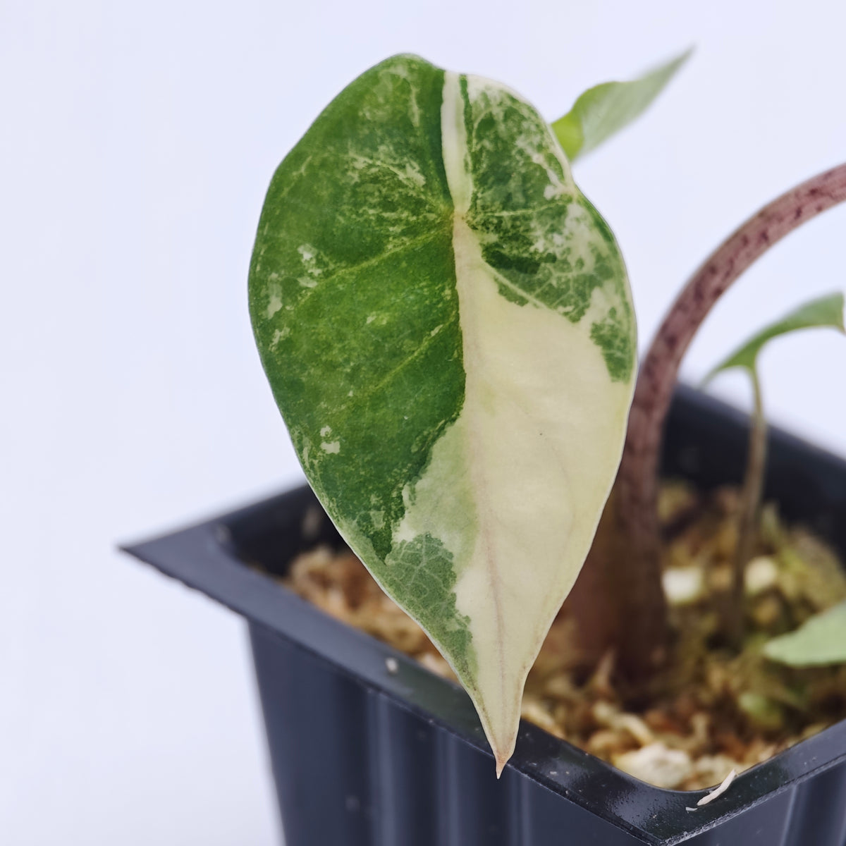 Alocasia Metallic Blue Albo Variegated