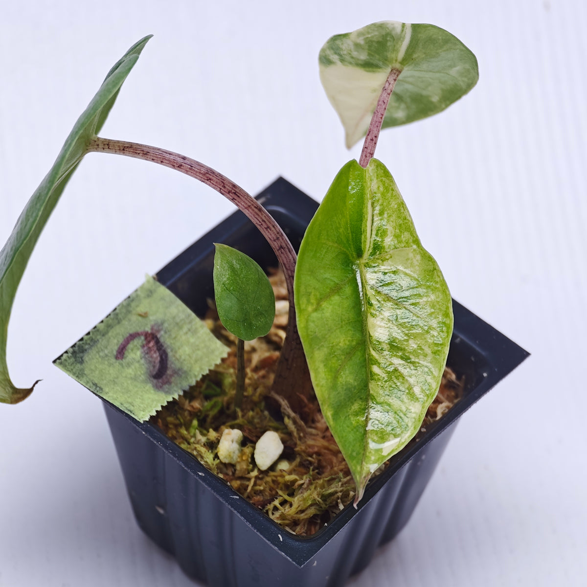 Alocasia Metallic Blue Albo Variegated
