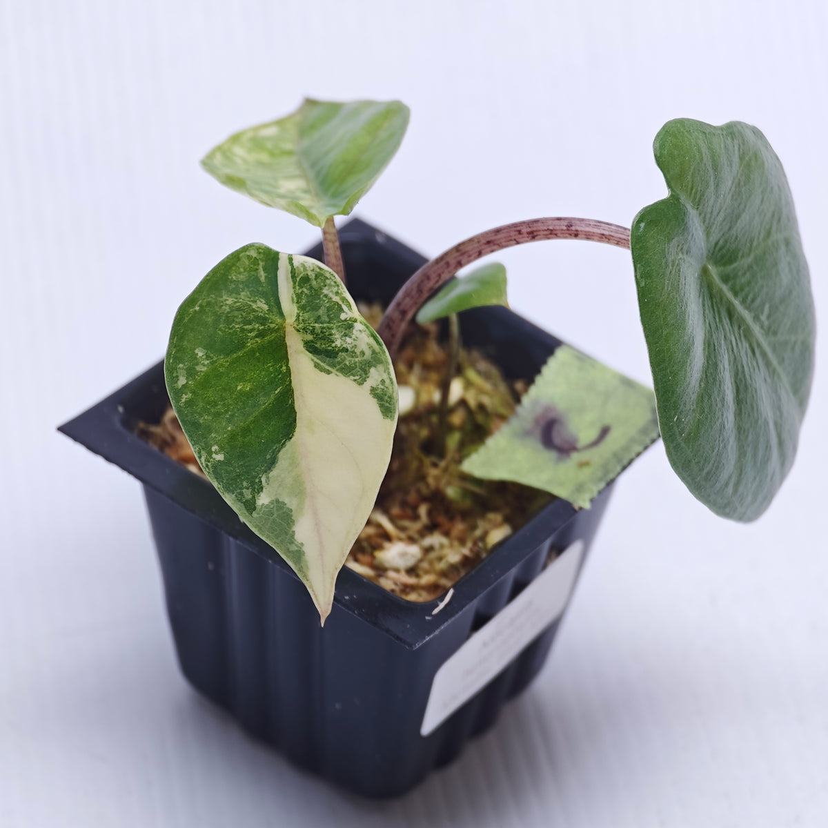 Alocasia Metallic Blue Albo Variegated