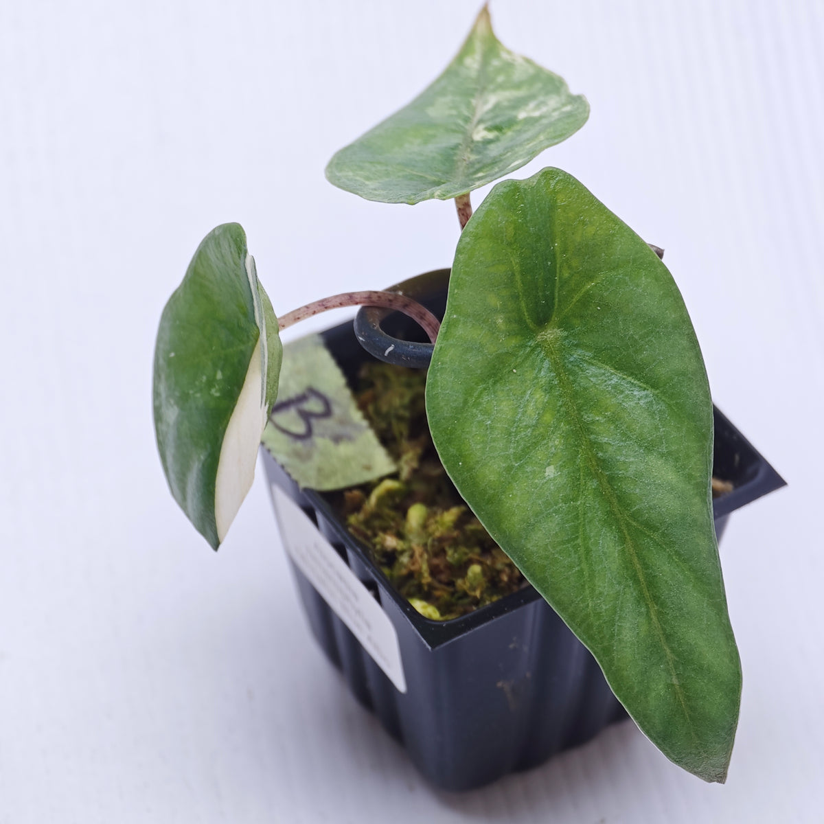Alocasia Metallic Blue Albo Variegated