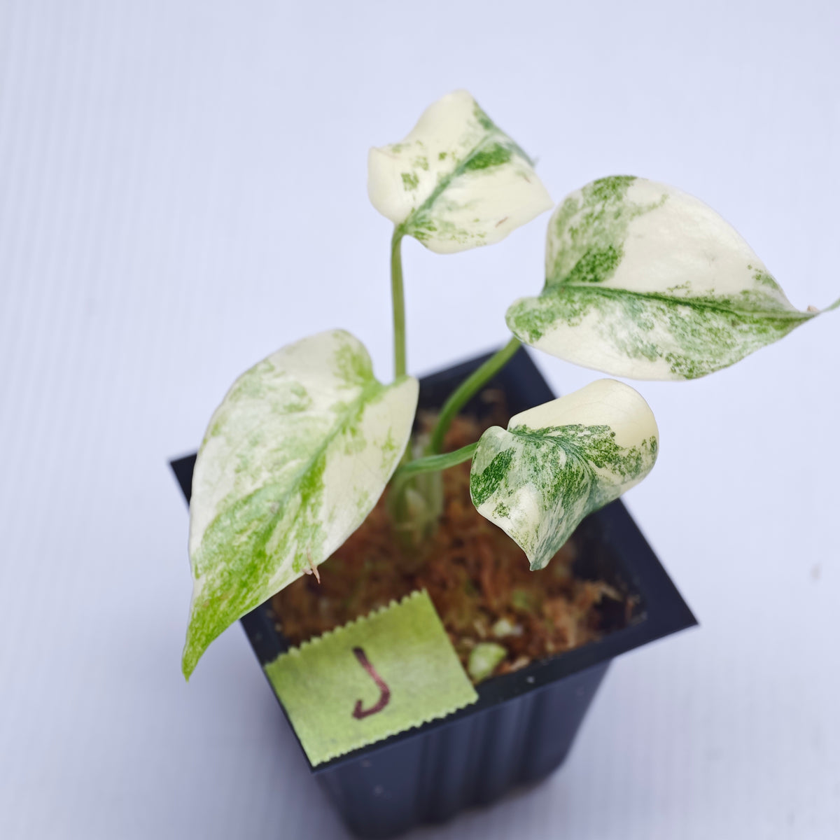 Monstera Legacy