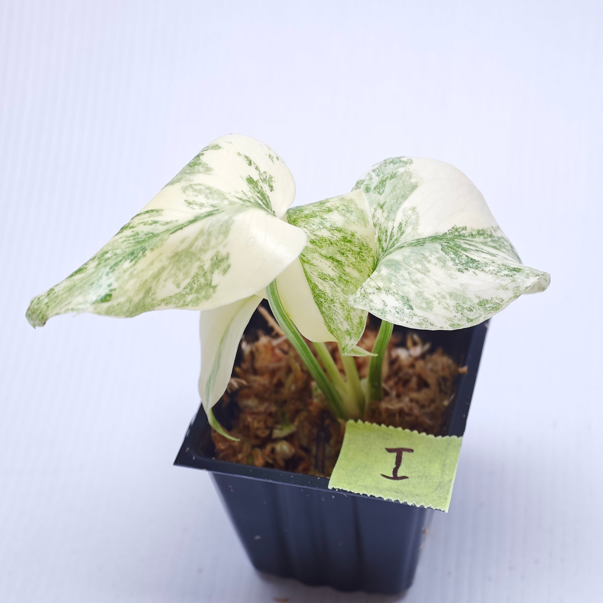 Monstera Legacy