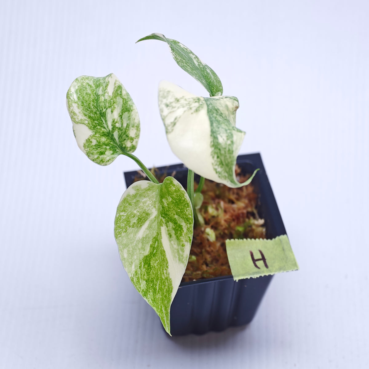 Monstera Legacy