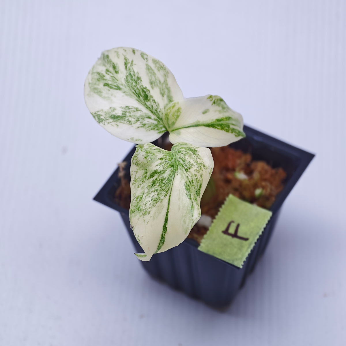 Monstera Legacy