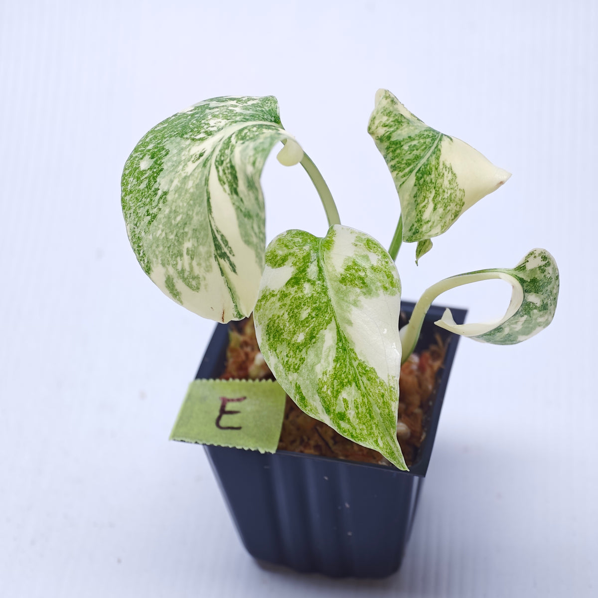 Monstera Legacy