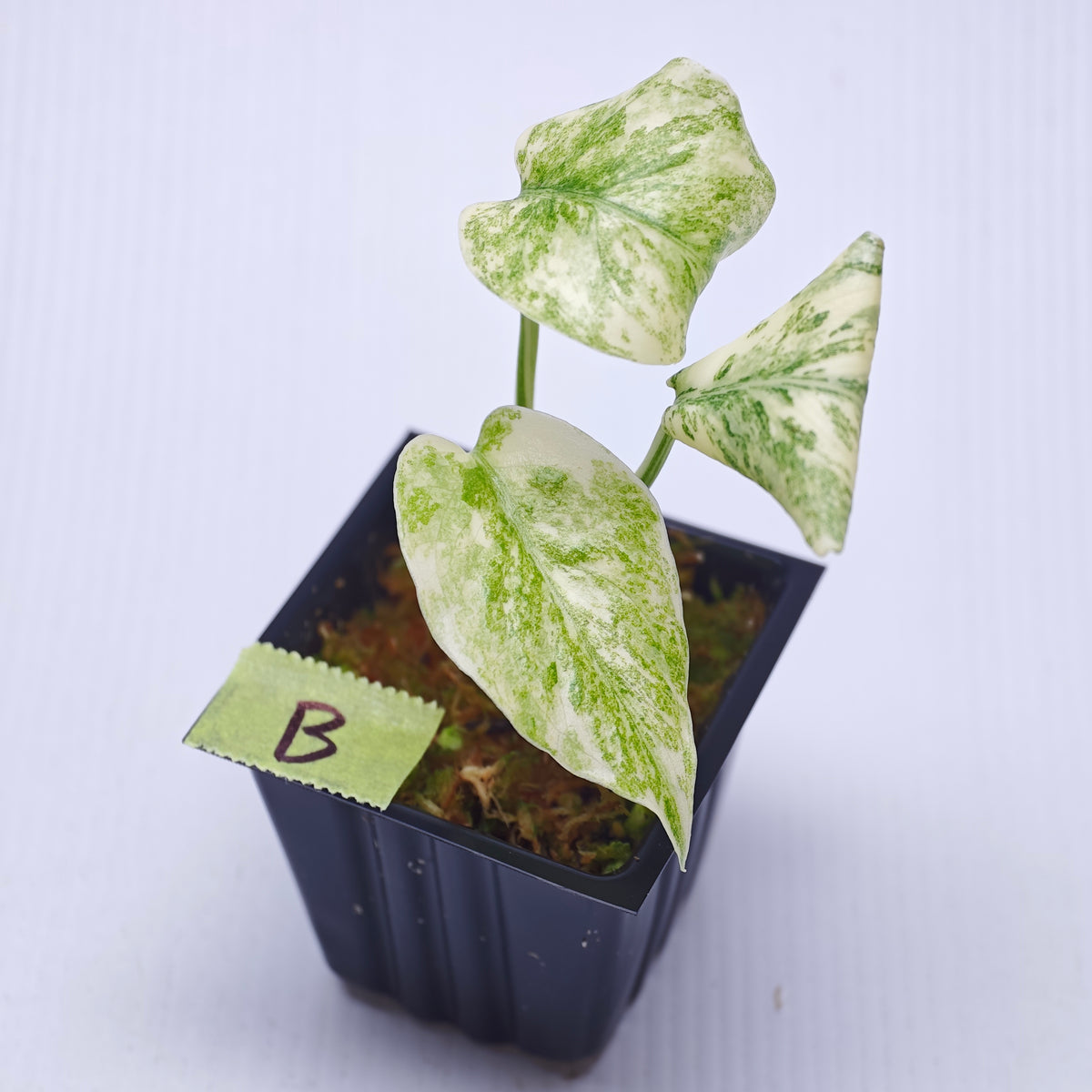 Monstera Legacy