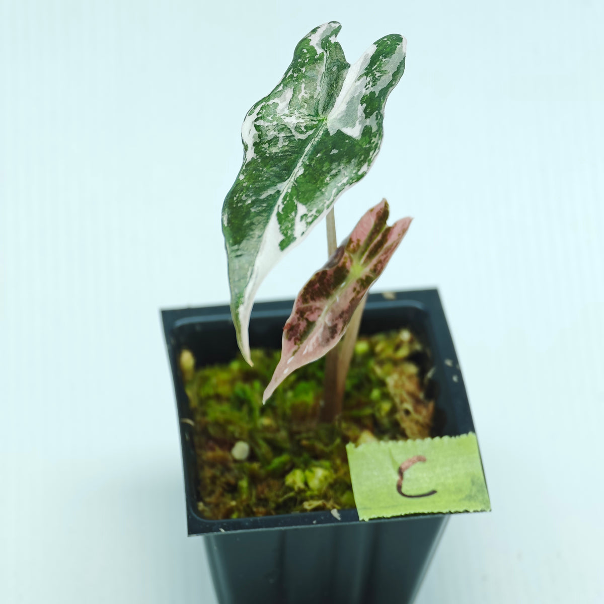 Alocasia sanderiana "Nobilis" Pink Variegated