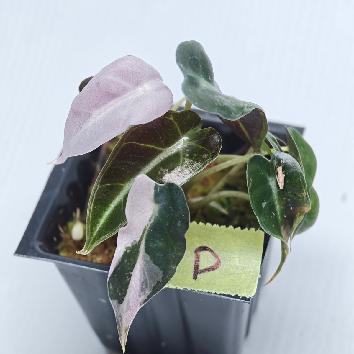 Alocasia Pink Swirl variegated