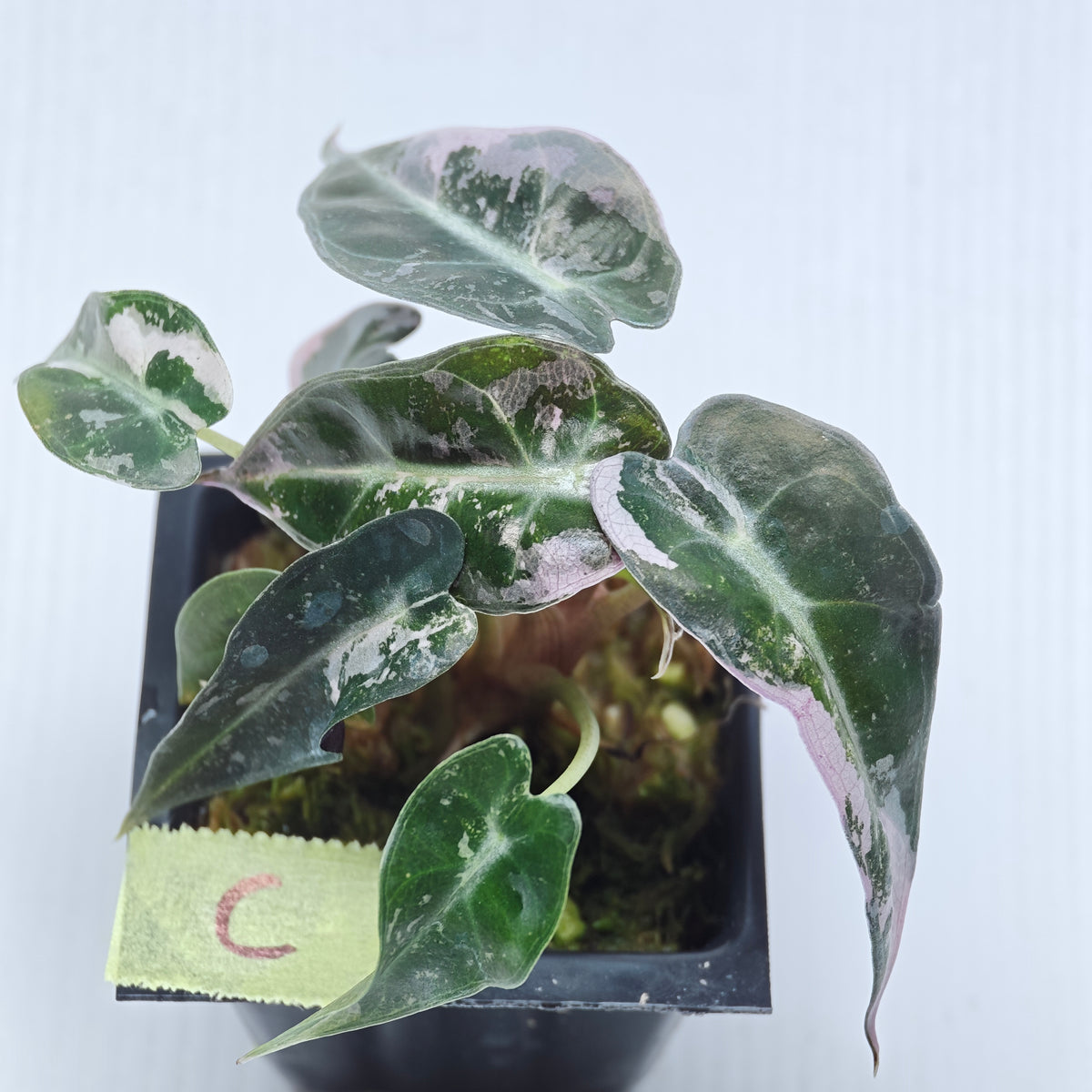 Alocasia Pink Swirl variegated