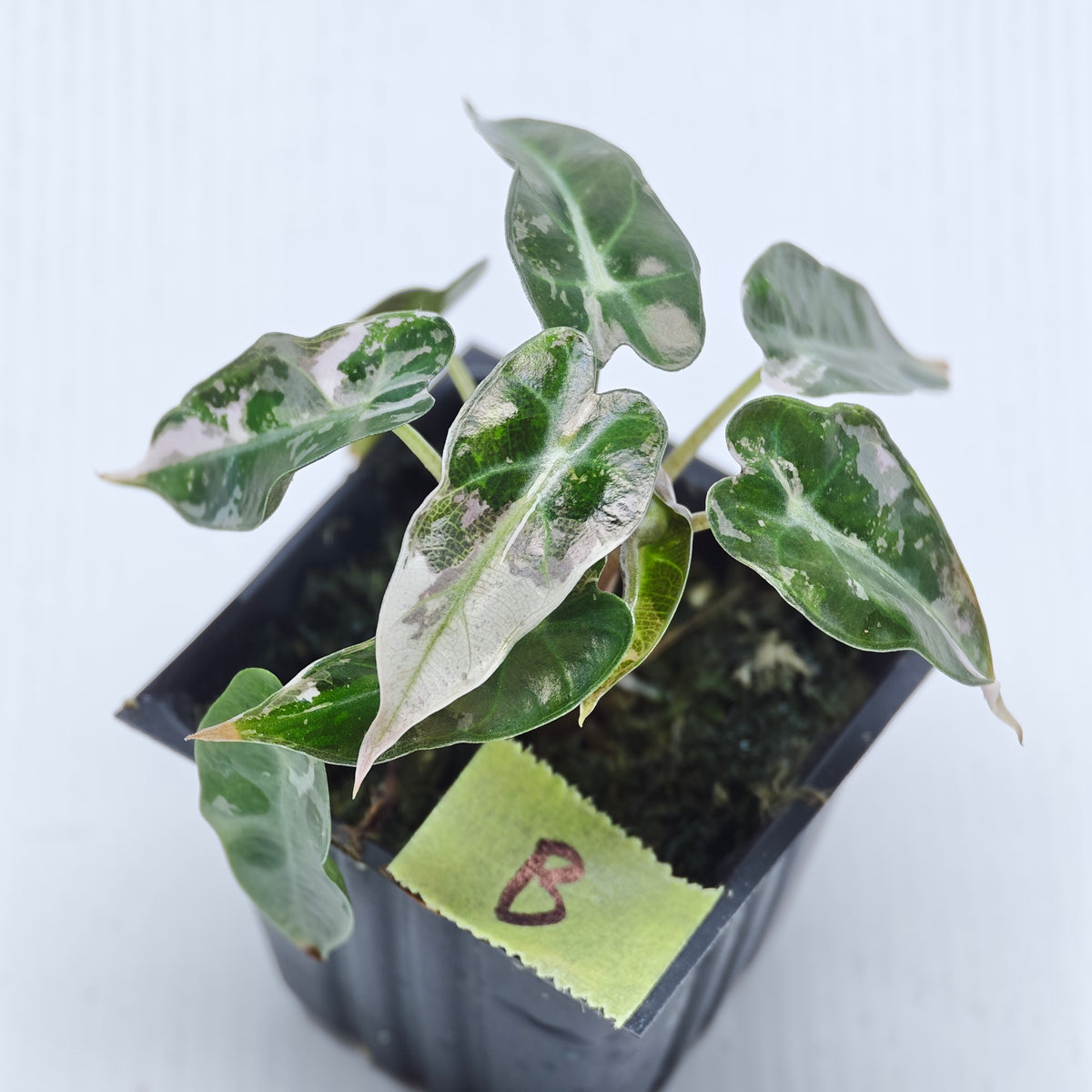 Alocasia Pink Swirl variegated
