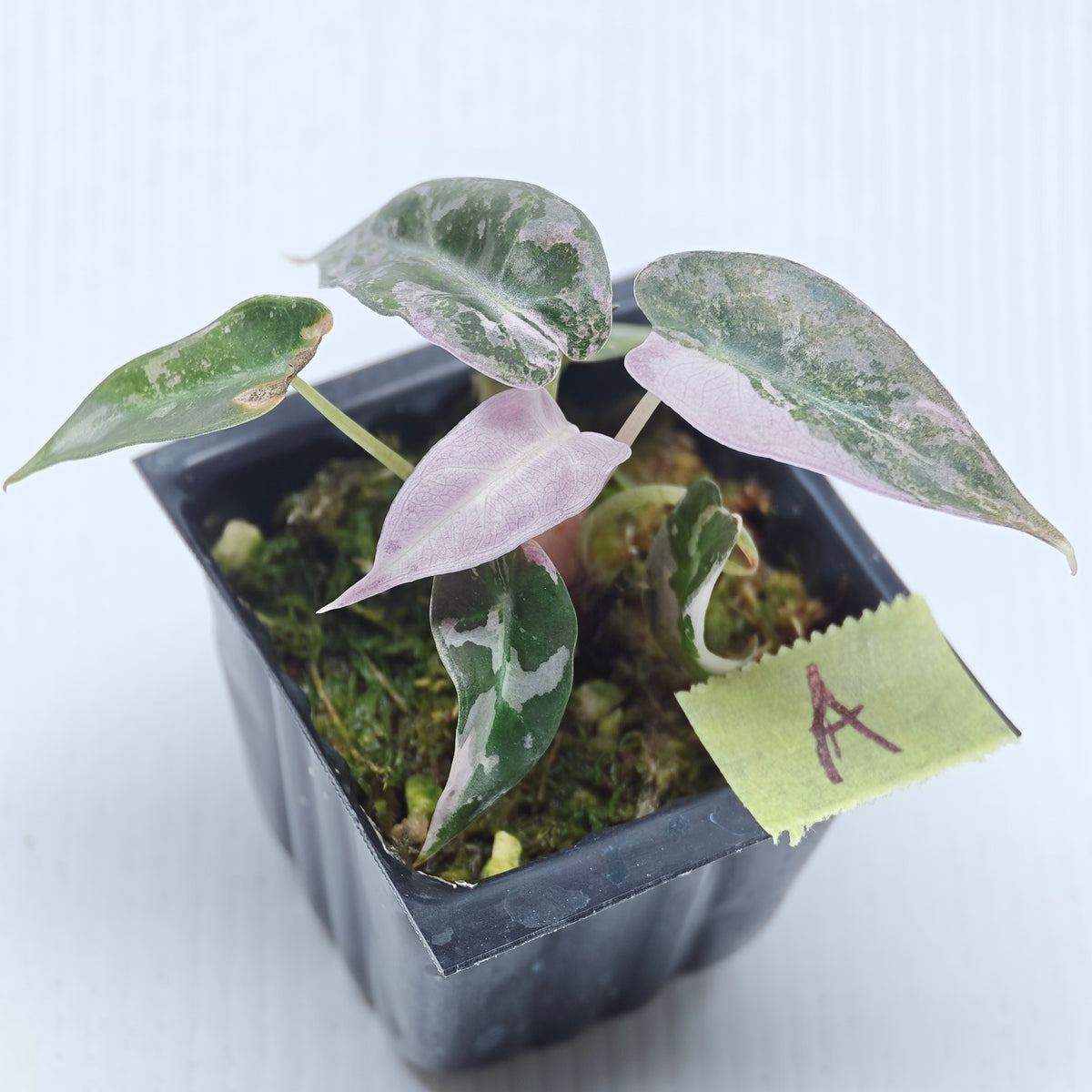 Alocasia Pink Swirl variegated