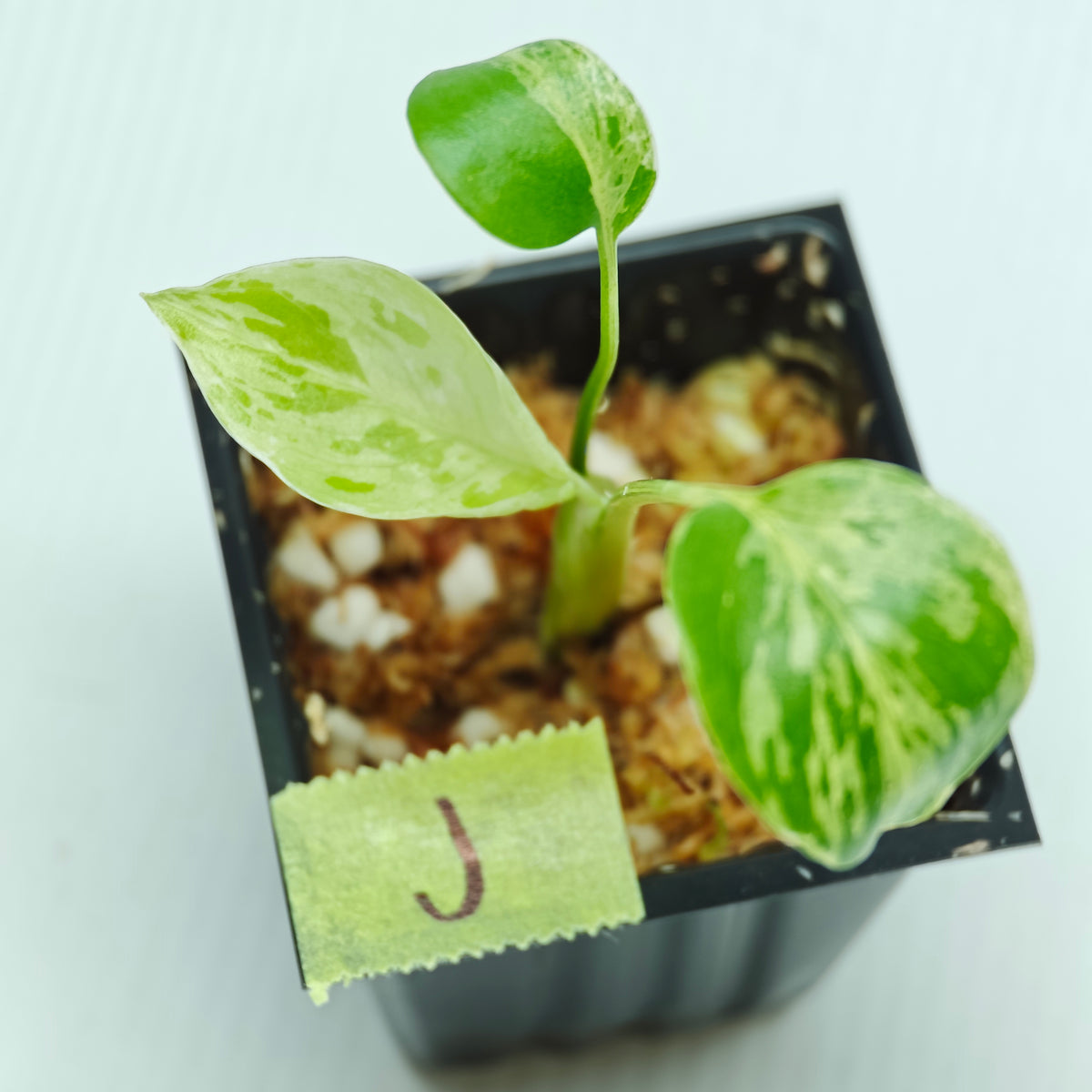 Monstera Bulbasaur