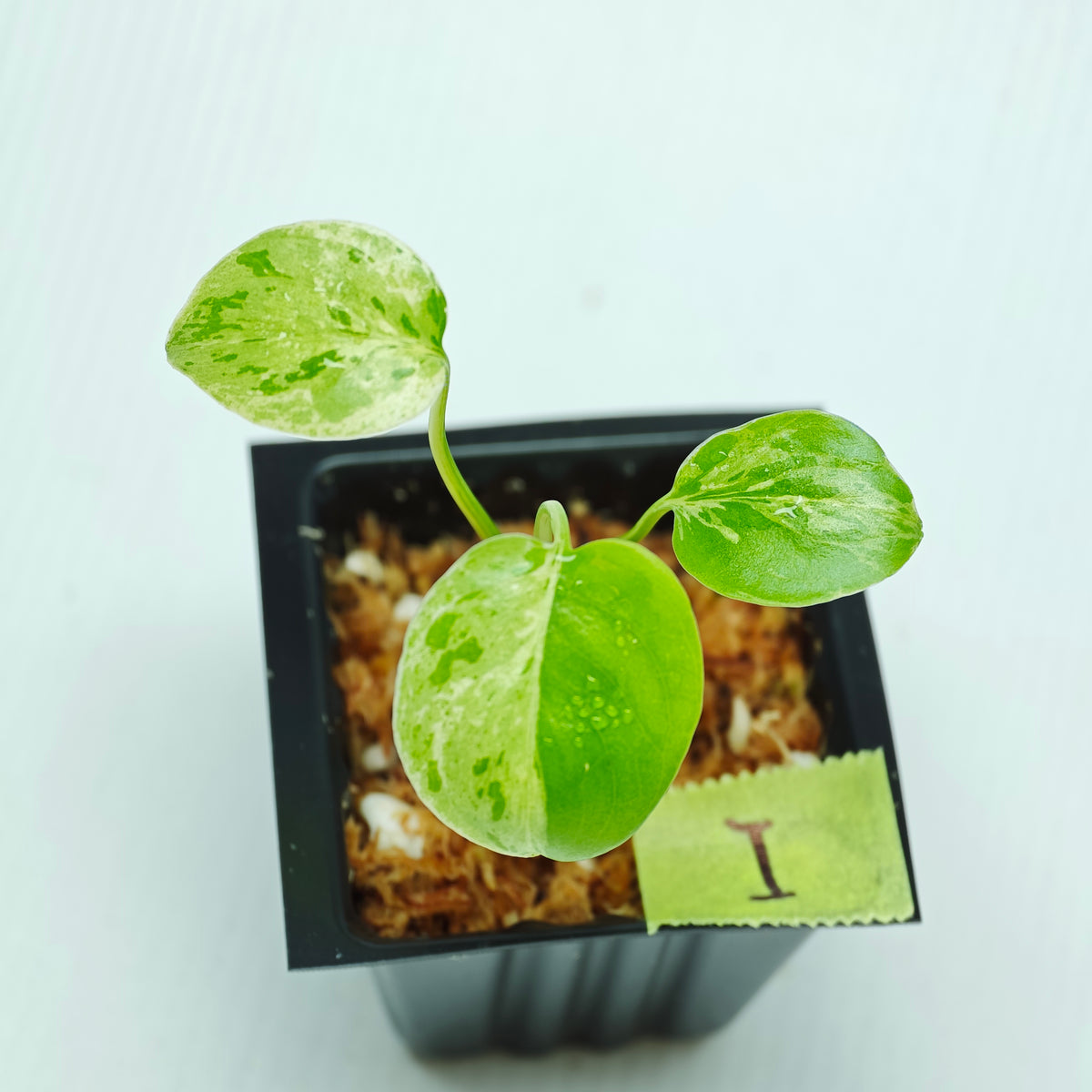 Monstera Bulbasaur