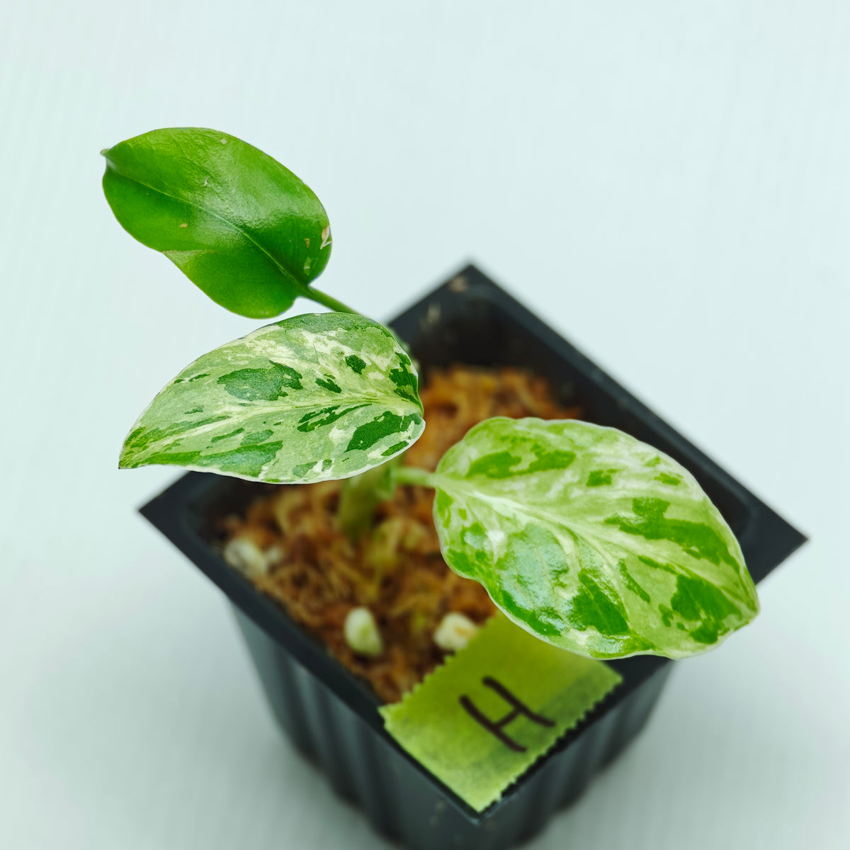 Monstera Bulbasaur