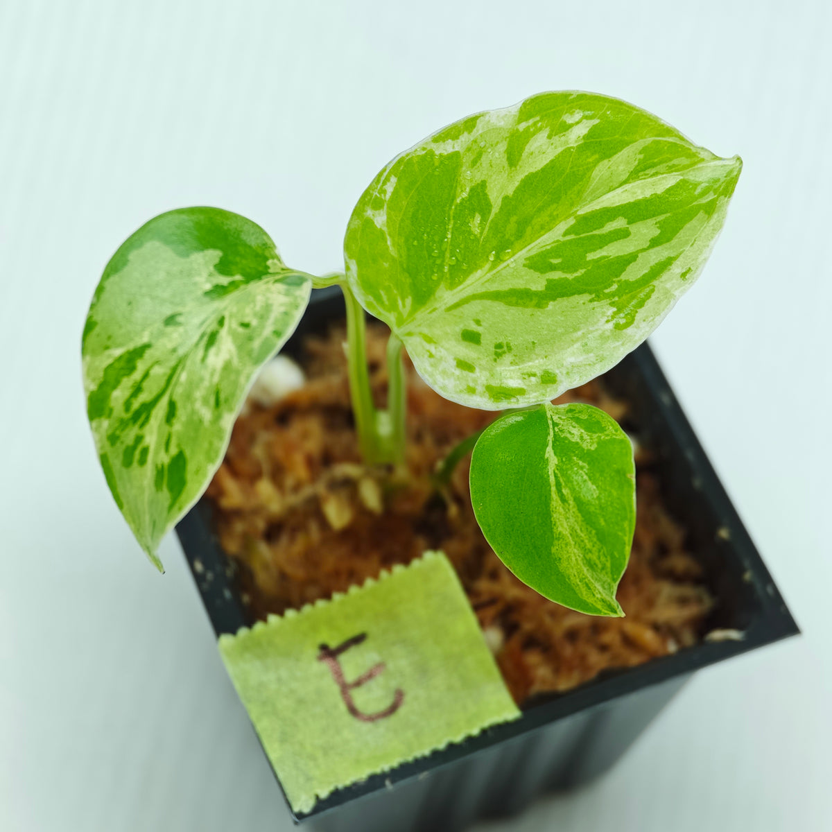 Monstera Bulbasaur