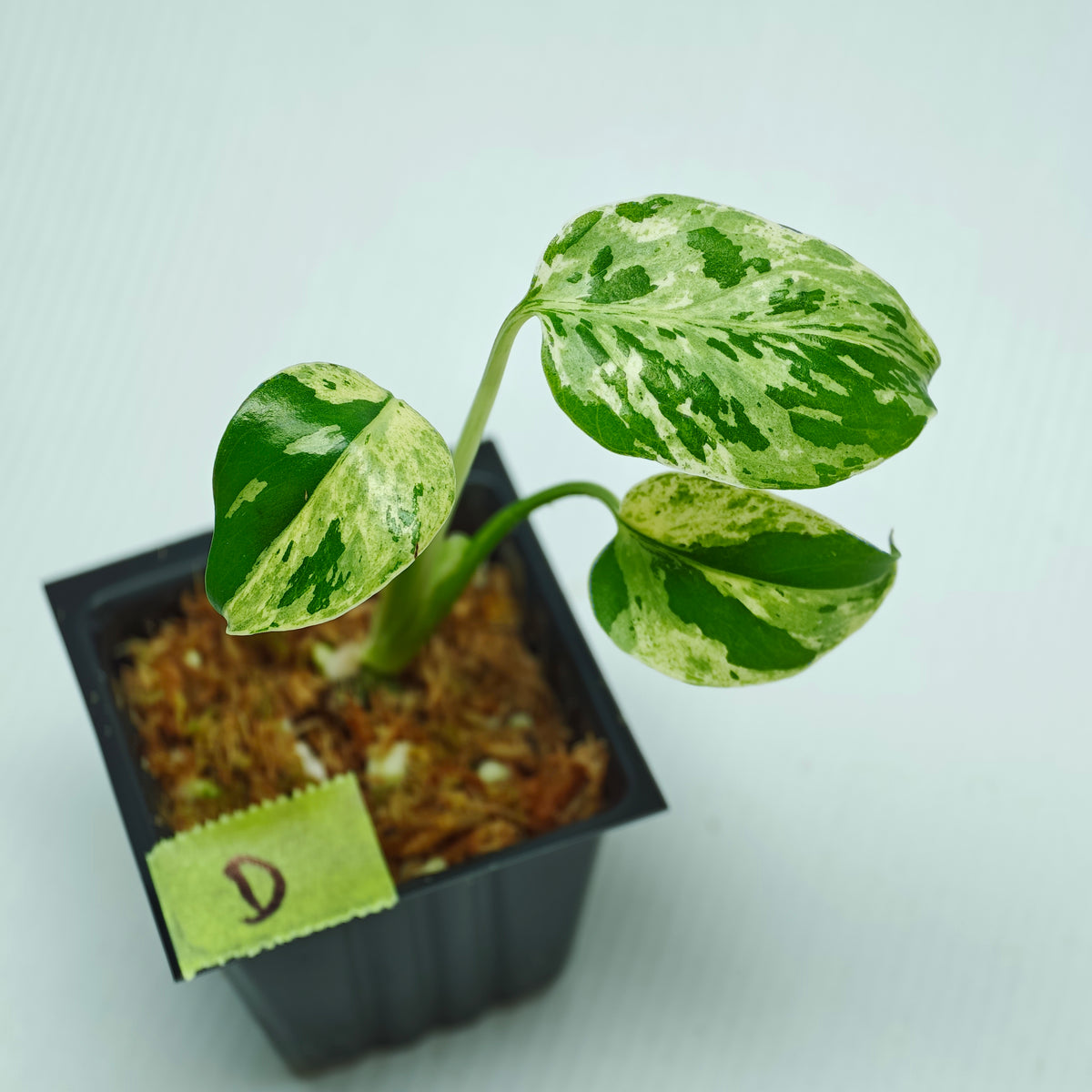 Monstera Bulbasaur