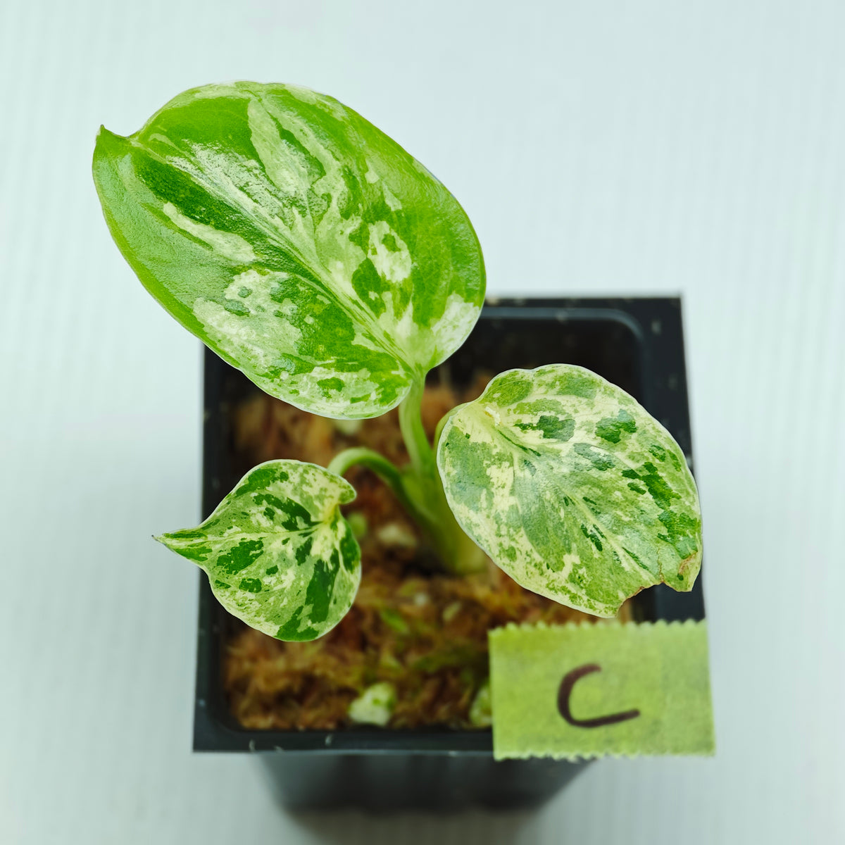 Monstera Bulbasaur