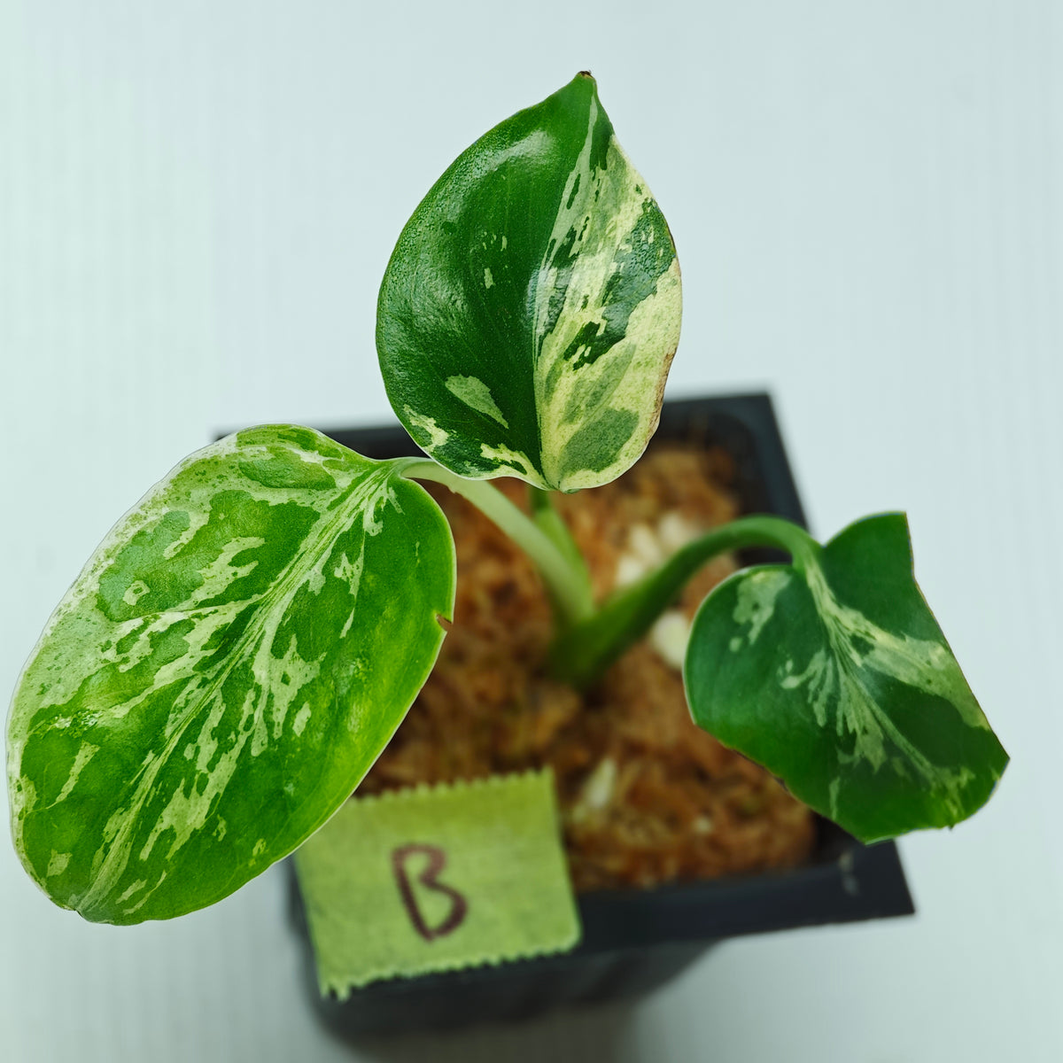 Monstera Bulbasaur